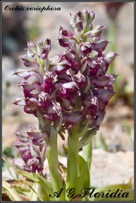 Orchis coriophora