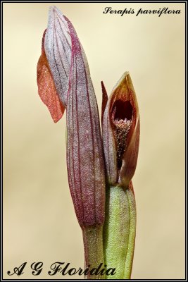 Serapis parviflora