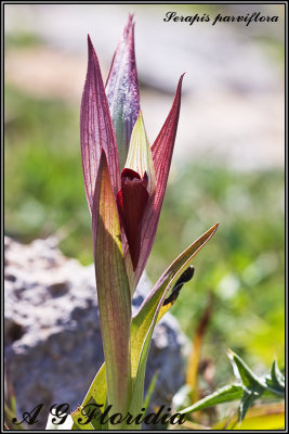 Serapis parviflora