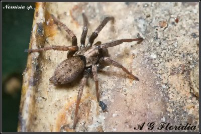 Nomisia cf. exornata