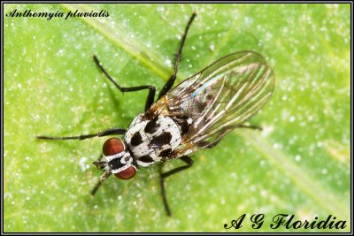 Anthomyia pluvialis - female