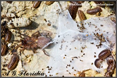 Drassodes sp.- ventral view