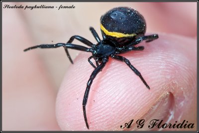 Steatoda paykulliana - female