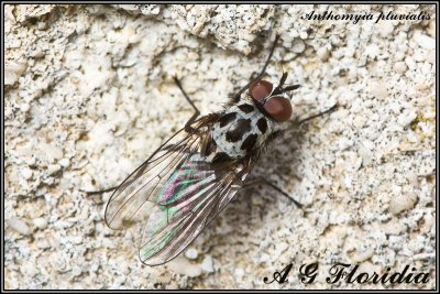 Anthomyia pluvialis - male