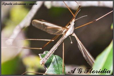 Tipula oleracea - male