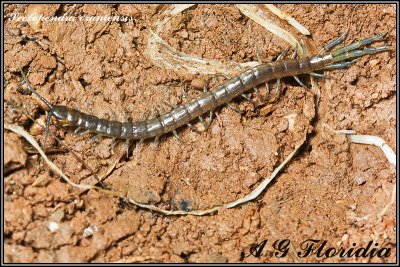 Scolopendra oraniensis