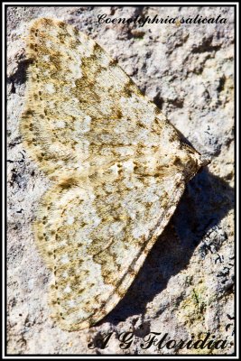 Coenotephria salicata