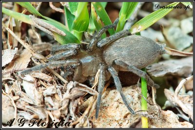 Drassodes sp.