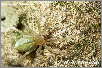 Cheiracanthium cf. mildei.