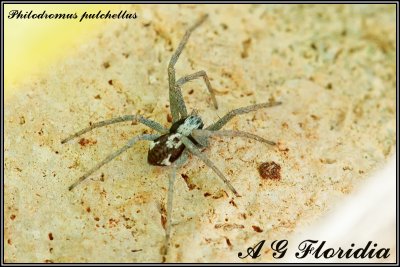 Philodromus pulchellus