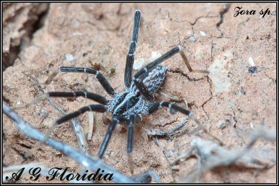 Zoridae
