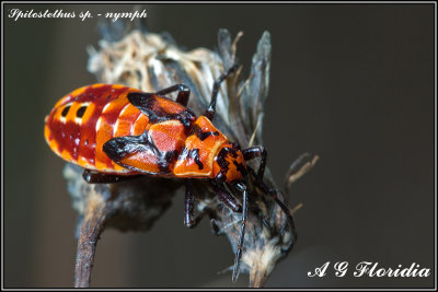 Spilostethus sp. - nymph