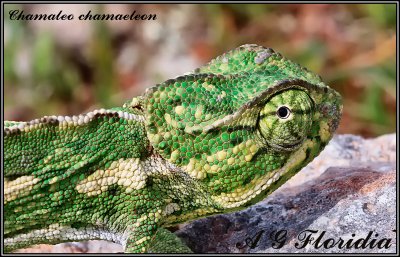 Chamaleo chamaeleon