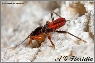 Ectomocoris ululans