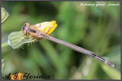 Ischnura genei - female (newly emerged)