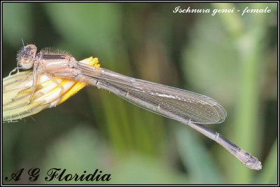 Ischnura genei - female (newly emerged)