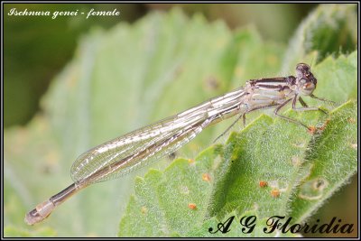 Ischnura genei - female (newly emerged)