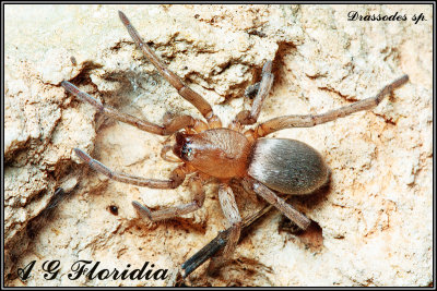 Drassodes sp.