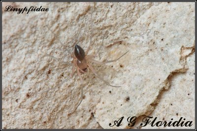 Linyphiidae - unknown species