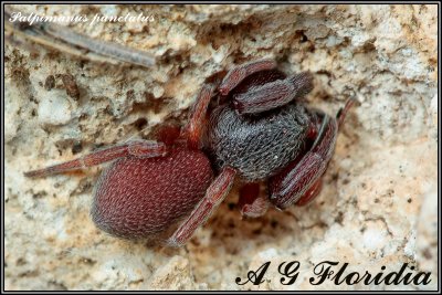 Palpimanidae