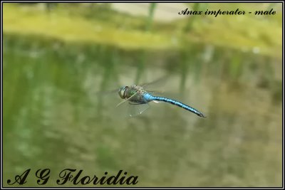 Anax imperator -  male