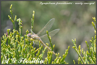 Sympetrum fonscolombii  - newly emerged