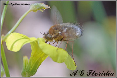 Bombylius sp.