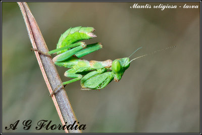 Mantis religiosa - larva