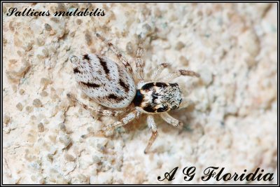 Salticus mutabilis