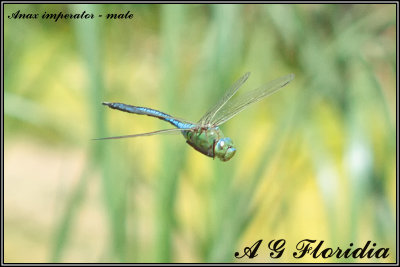 Anax imperator -  male