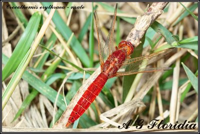 Crocothemis erythraea - male