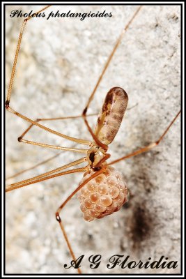 Pholcus phalangioides - with egg sacs