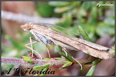 Pyralidae