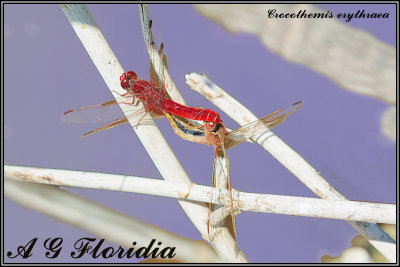 Crocothemis erythraea - cupola