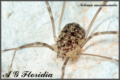 Nelima meridionalis