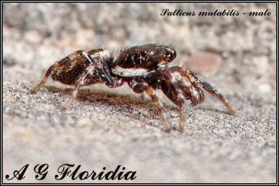 Salticus mutabilis - male