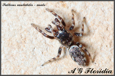 Salticus mutabilis - male