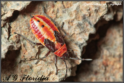 Spilostethus sp. - nymph