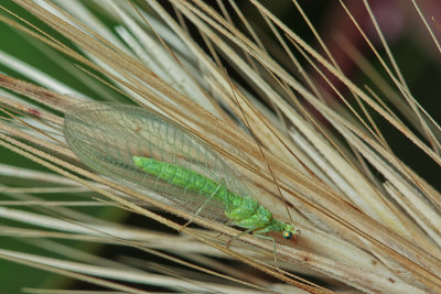 Lacewings and Ant Lions (Neuroptera) of Malta