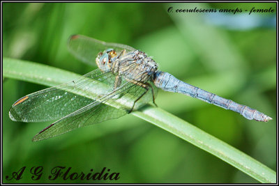 Orthetrum coerulescens anceps - female 