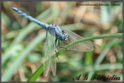 Orthetrum coerulescens anceps - male