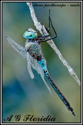 Anax parthenope - male 