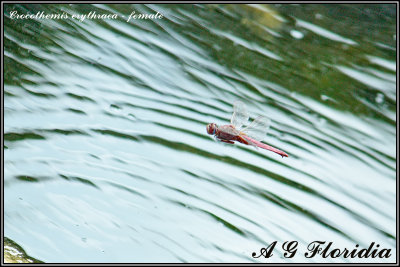 Crocothemis erythraea - female 