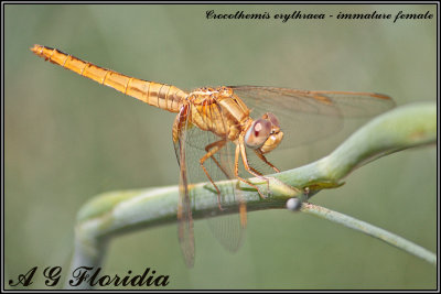 Crocothemis erythraea - immature female