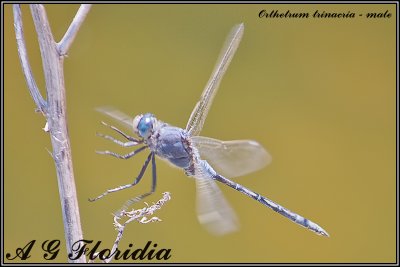 Orthetrum trinacria - male 