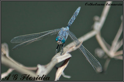 Orthetrum trinacria - male