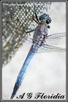 Orthetrum cancellatum