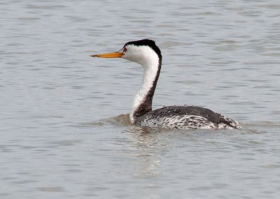 Clark's Grebes