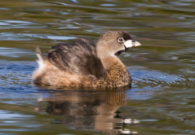 Pied-billed Grebe