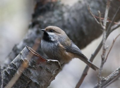 Chickadees, Nuthatches, and Titmice